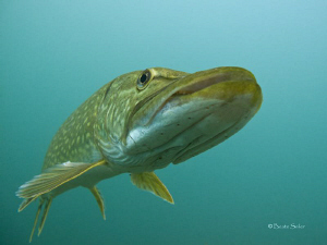 Northern Pike taken with Canon G10 by Beate Seiler 
